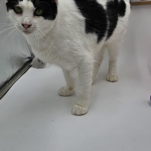 Flower McSnuggler, an adoptable Ragamuffin, Domestic Long Hair in Biloxi, MS, 39532 | Photo Image 3