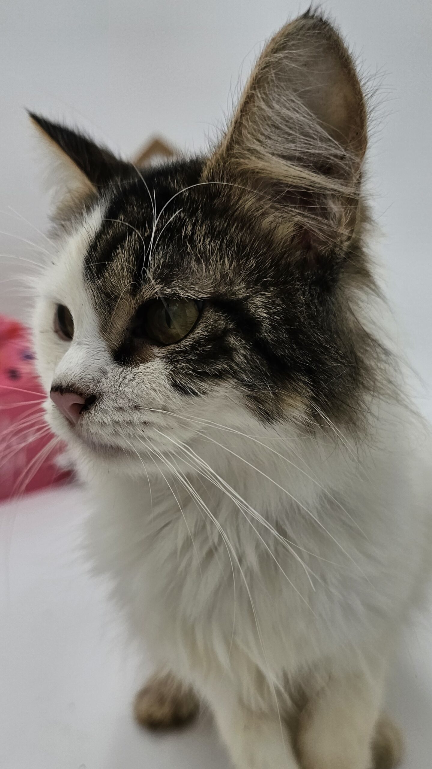 Missy Clinton, an adoptable Ragamuffin, Turkish Van in Biloxi, MS, 39532 | Photo Image 1