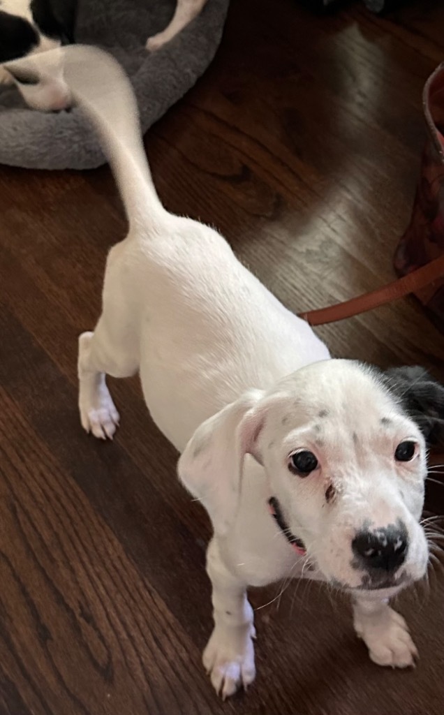 Daisy
