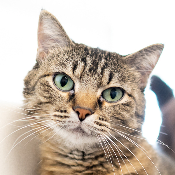 Tinker -- Bonded Buddy With Blu
