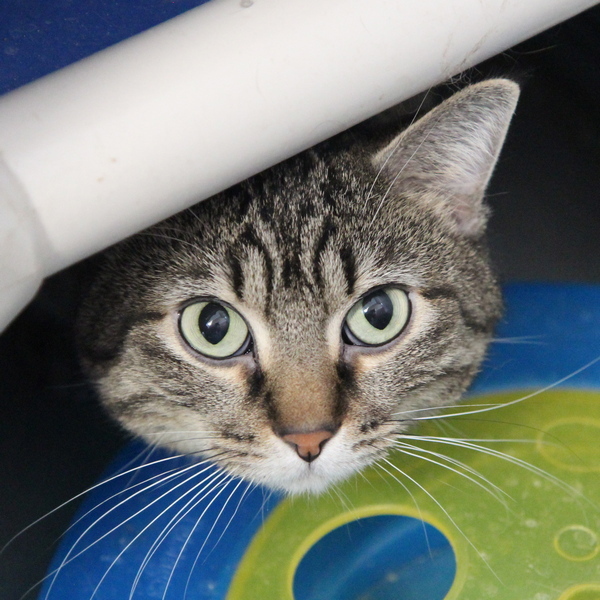 Tinker -- Bonded Buddy With Blu