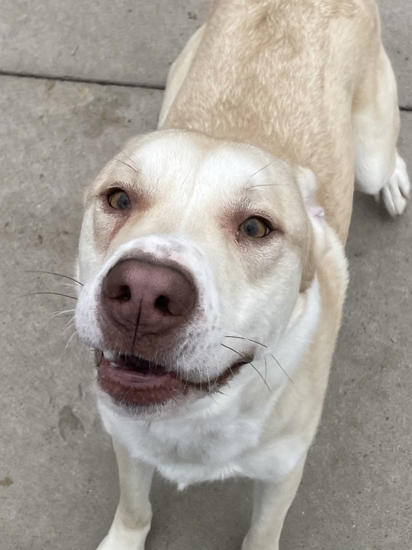 Koji
