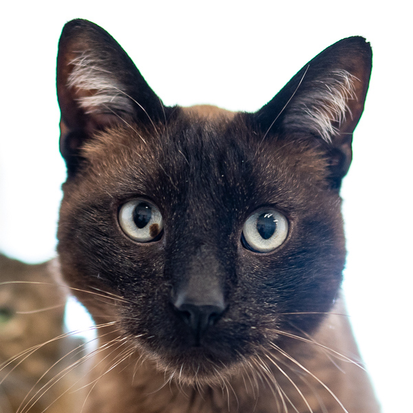 Blu -- Bonded Buddy With Tinker