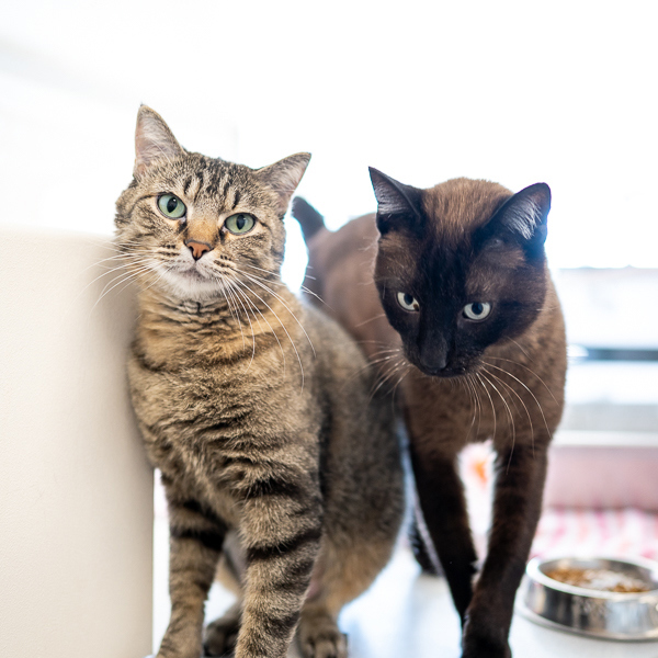 Blu -- Bonded Buddy With Tinker