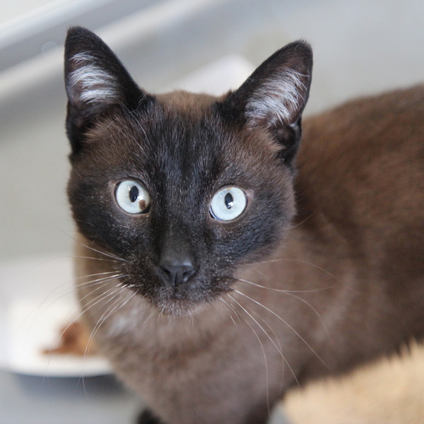 Blu -- Bonded Buddy With Tinker