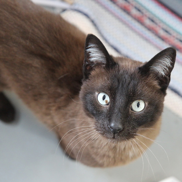 Blu -- Bonded Buddy With Tinker