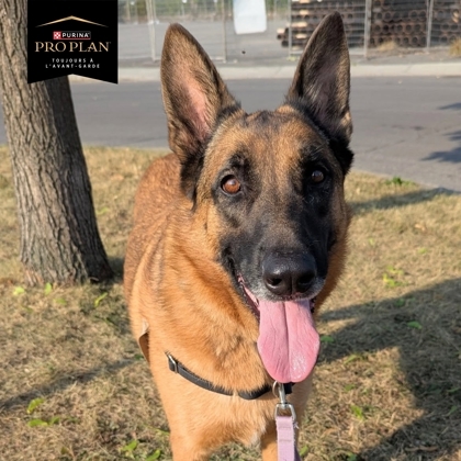 Robelle, an adoptable Mixed Breed in Montreal, QC, H4P 1X4 | Photo Image 1