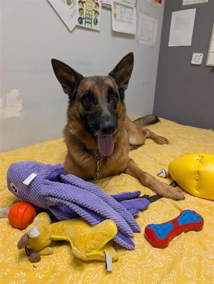 Robelle, an adoptable Mixed Breed in Montreal, QC, H4P 1X4 | Photo Image 2