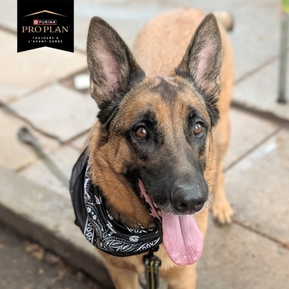 Robelle, an adoptable Mixed Breed in Montreal, QC, H4P 1X4 | Photo Image 2