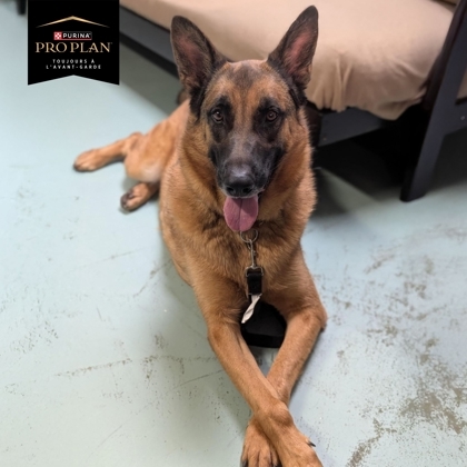 Robelle, an adoptable Mixed Breed in Montreal, QC, H4P 1X4 | Photo Image 3