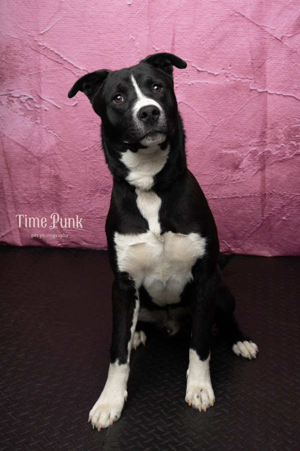 Pet Image
