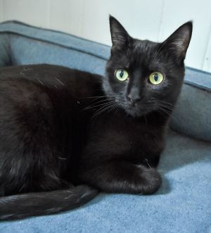Sunny, Adult Female Domestic Short Hair