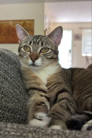 Gretel is a mild mannered kitty with a radiant personality She quickly adjusted to her foster home