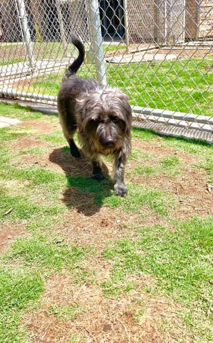 Scrappy