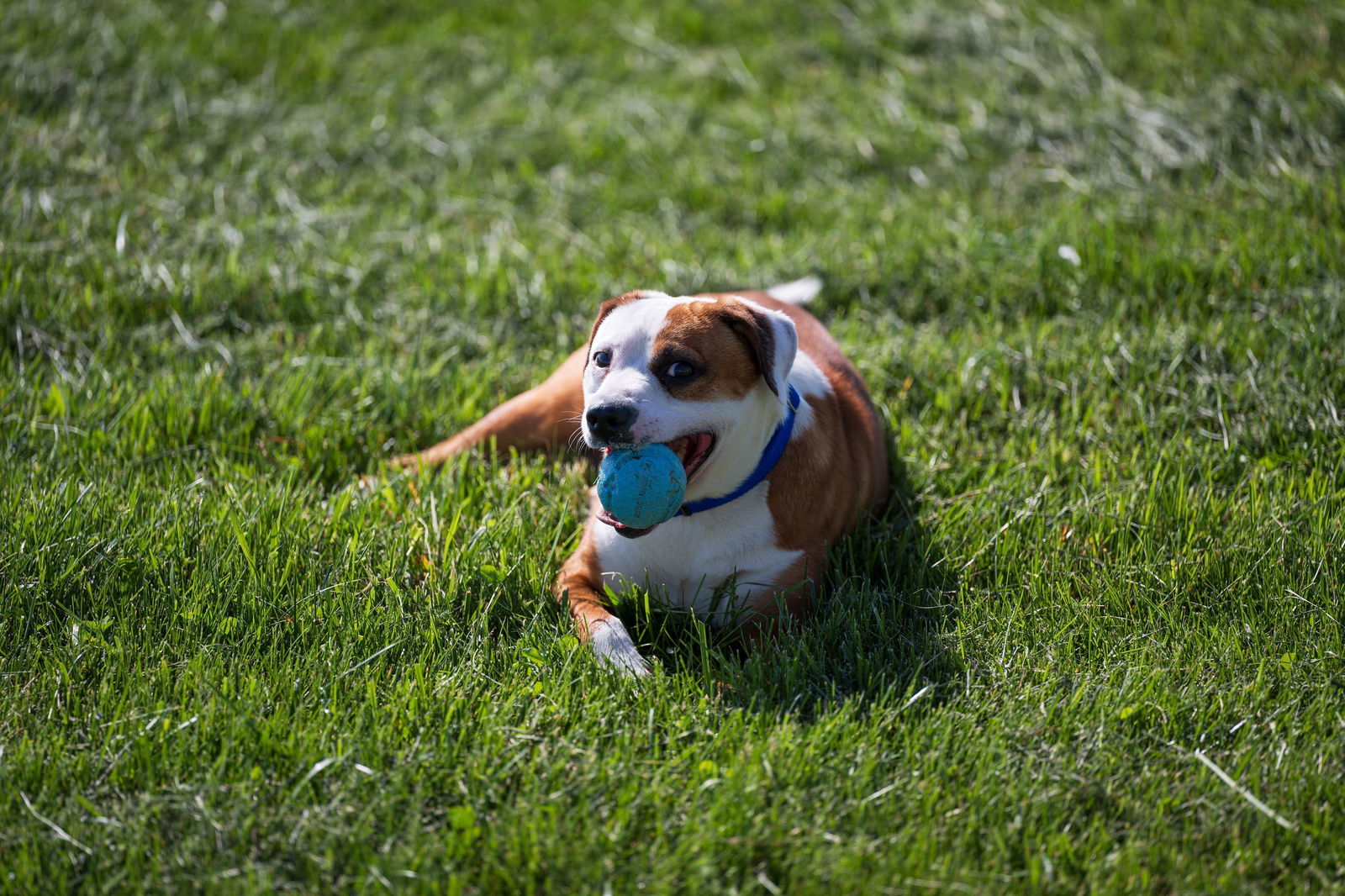 Wishbone "Gus"