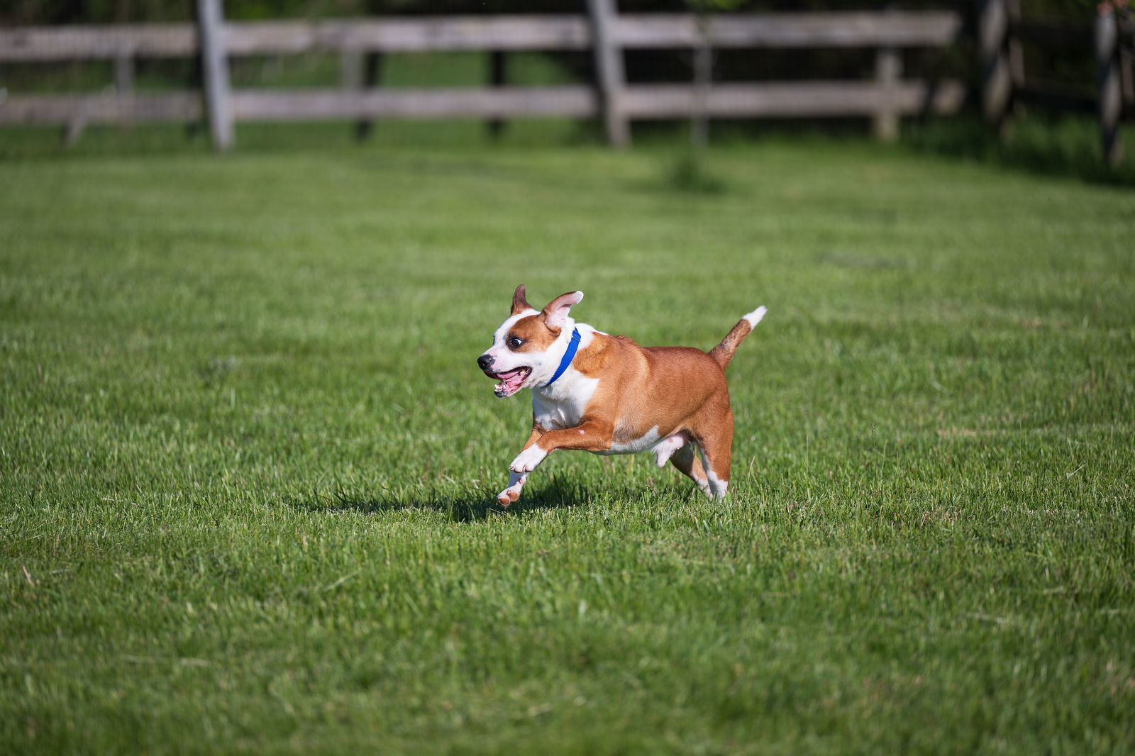 Wishbone