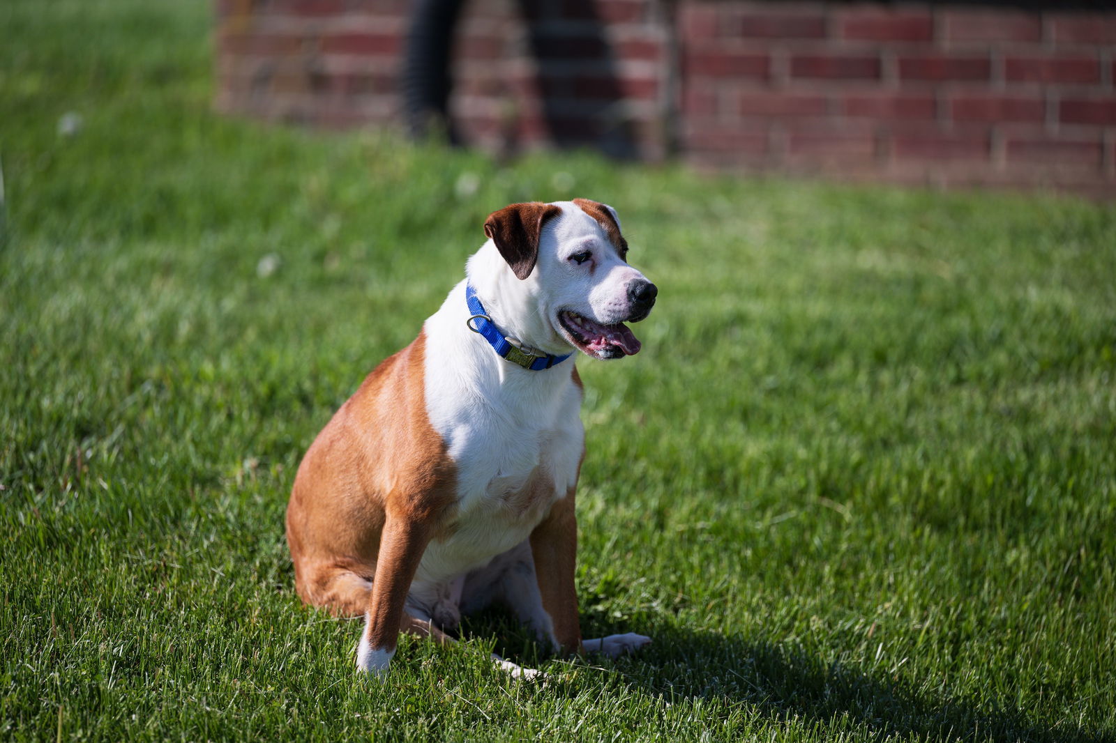 Wishbone "Gus"