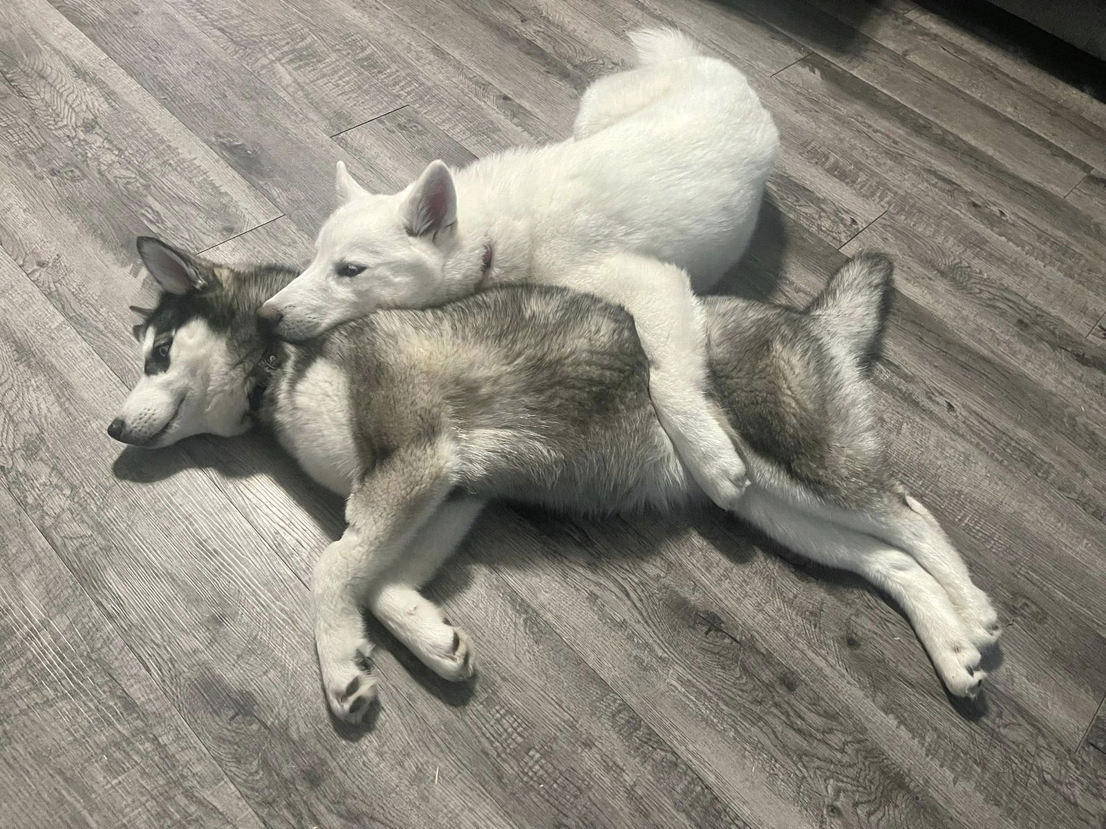 Tofu
