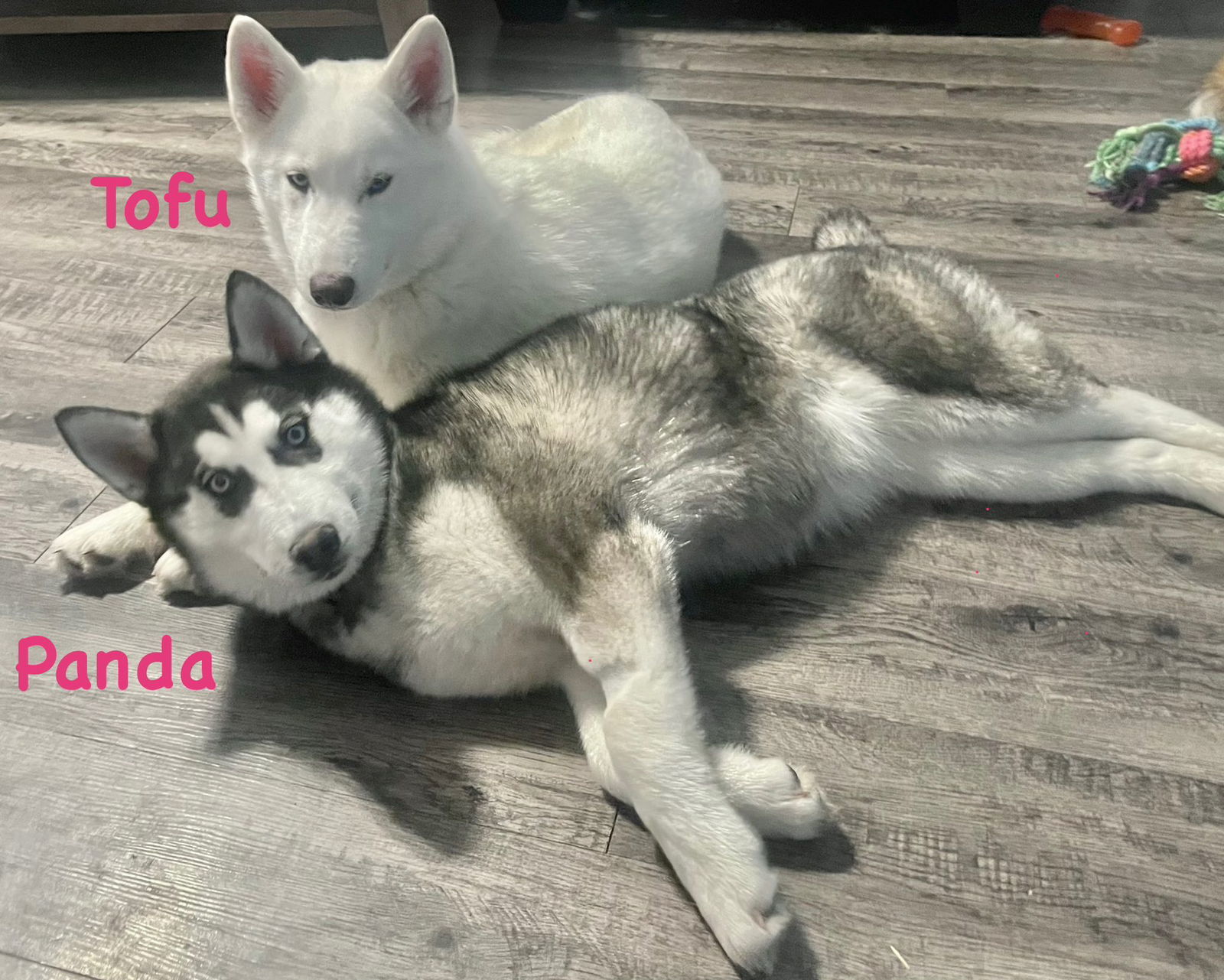 Panda