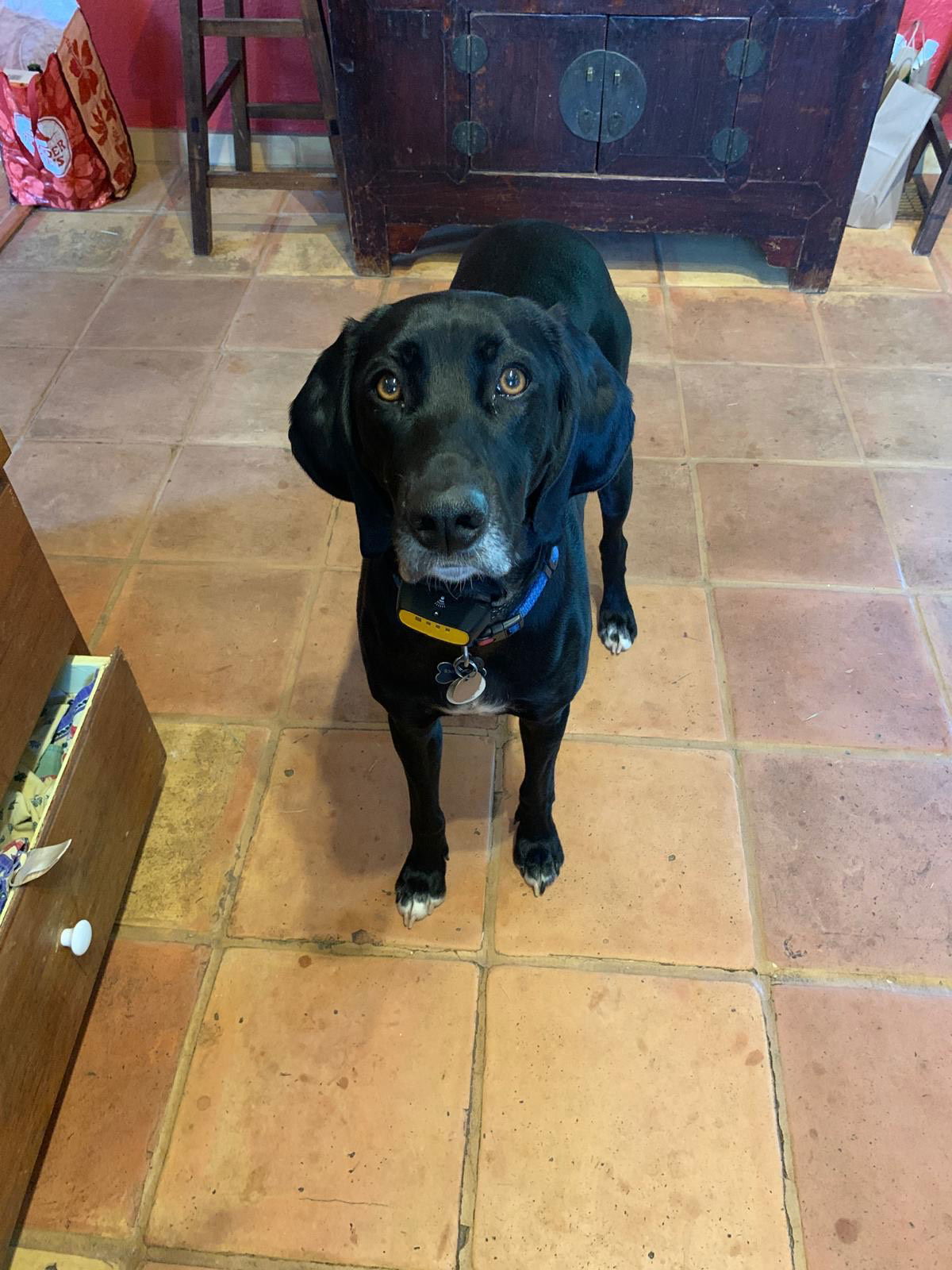 Piper