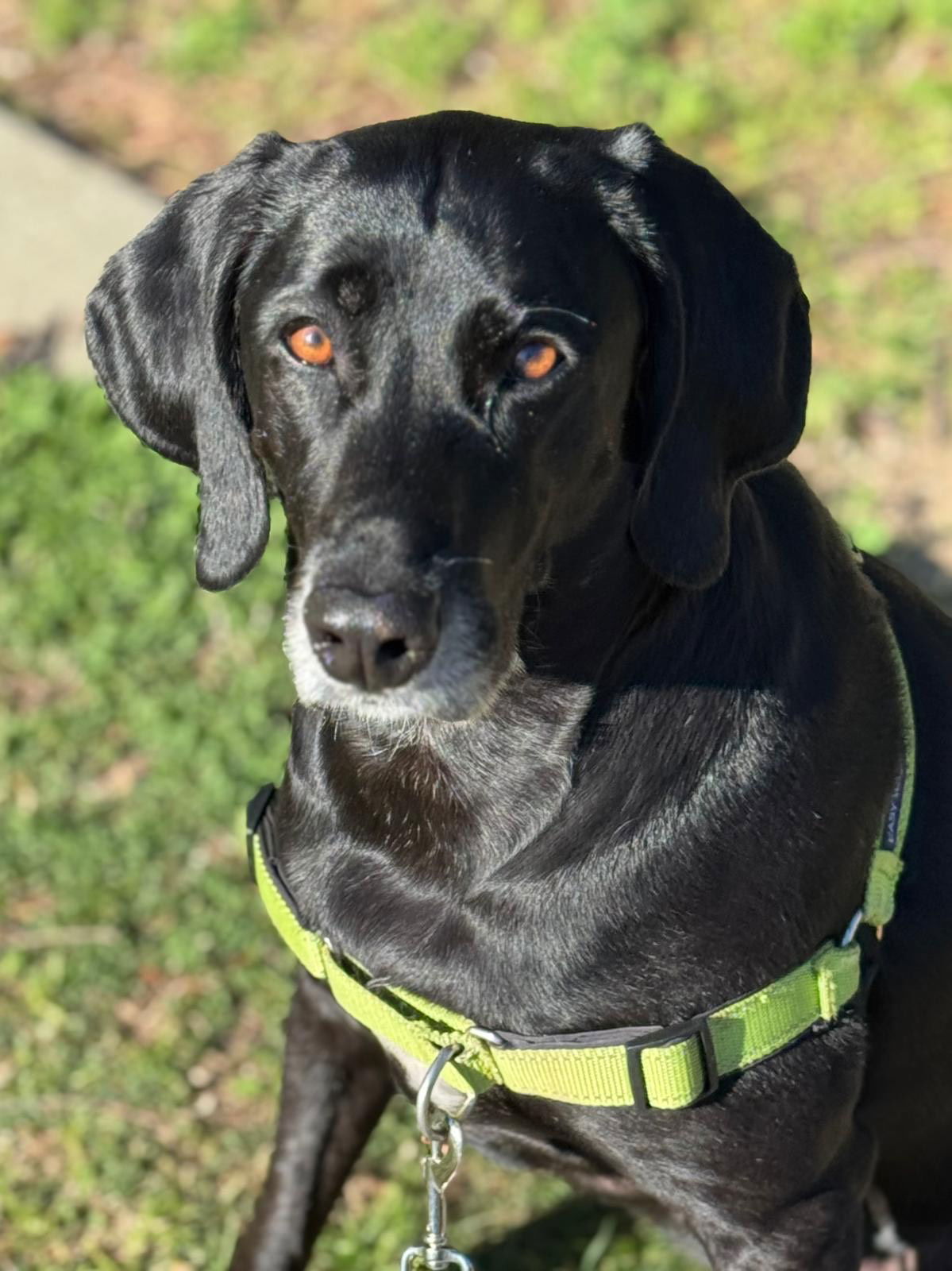 Piper