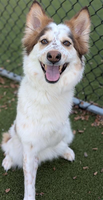 Suli, an adoptable Cattle Dog, Shepherd in Hutchinson, KS, 67504 | Photo Image 1