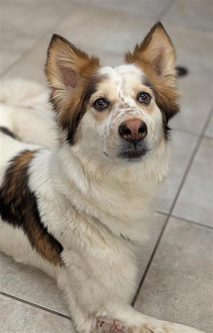 Suli, an adoptable Cattle Dog, Shepherd in Hutchinson, KS, 67504 | Photo Image 2