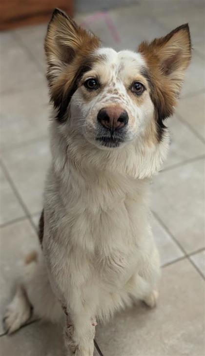 Suli, an adoptable Cattle Dog, Shepherd in Hutchinson, KS, 67504 | Photo Image 3
