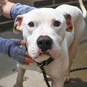 Ghost Rider would like to hop right into your car and ride off with you  Hes an owner surrender
