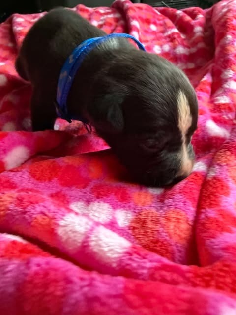 Mowgli