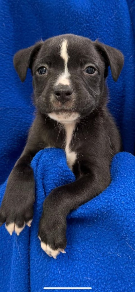 Mowgli