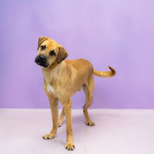 Primary Color Brown Secondary Color Black Weight 59lbs Age 1yrs 0mths 1wks Animal has been Neute