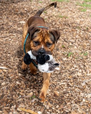Redwood is a big wrinkly-headed sweetheart He has excellent people skills and is friendly outgoing