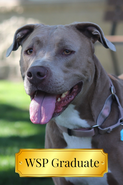 Ziggy, an adoptable Mixed Breed in Walla Walla, WA, 99362 | Photo Image 1