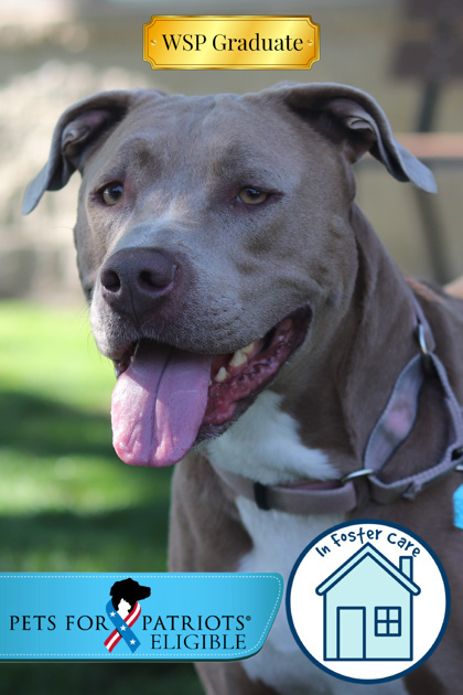 Ziggy, an adoptable Mixed Breed in Walla Walla, WA, 99362 | Photo Image 1