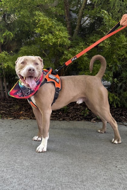 Ziggy, an adoptable Mixed Breed in Walla Walla, WA, 99362 | Photo Image 2