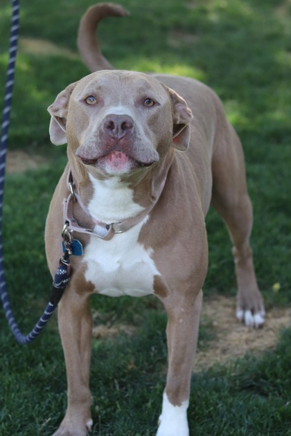 Ziggy, an adoptable Mixed Breed in Walla Walla, WA, 99362 | Photo Image 3