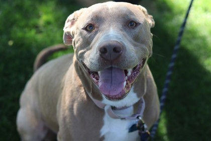 Ziggy, an adoptable Mixed Breed in Walla Walla, WA, 99362 | Photo Image 3