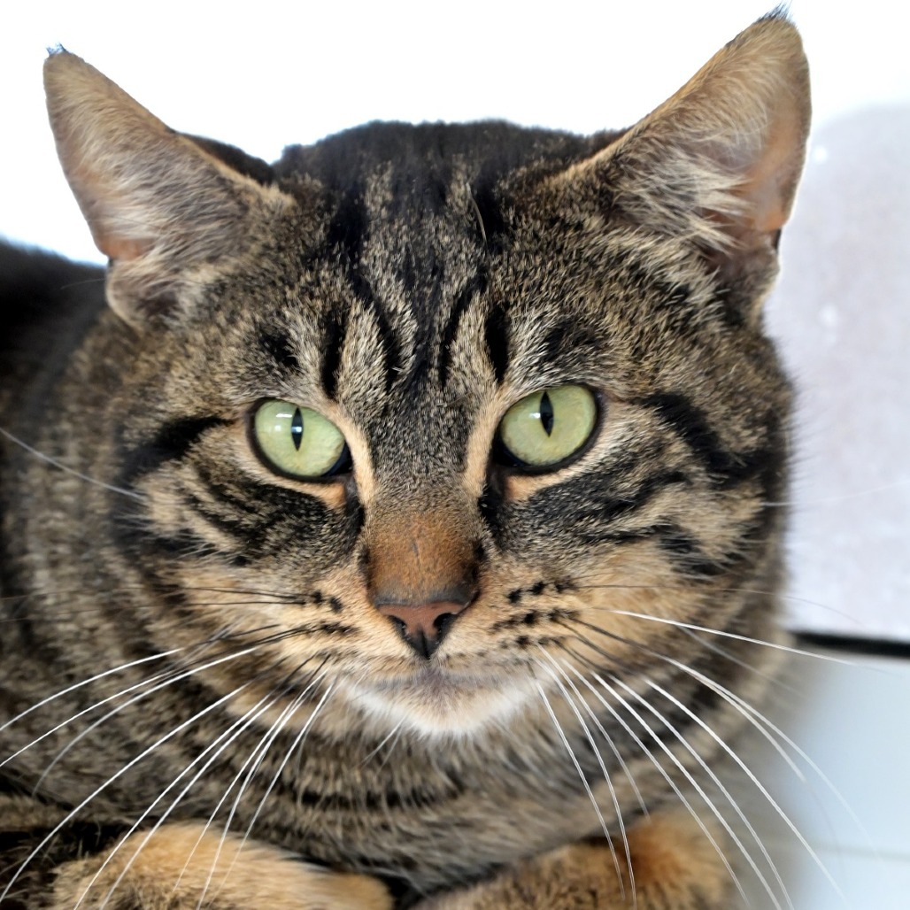 Raphael, an adoptable Domestic Short Hair in Chilliwack, BC, V2P 6H3 | Photo Image 1