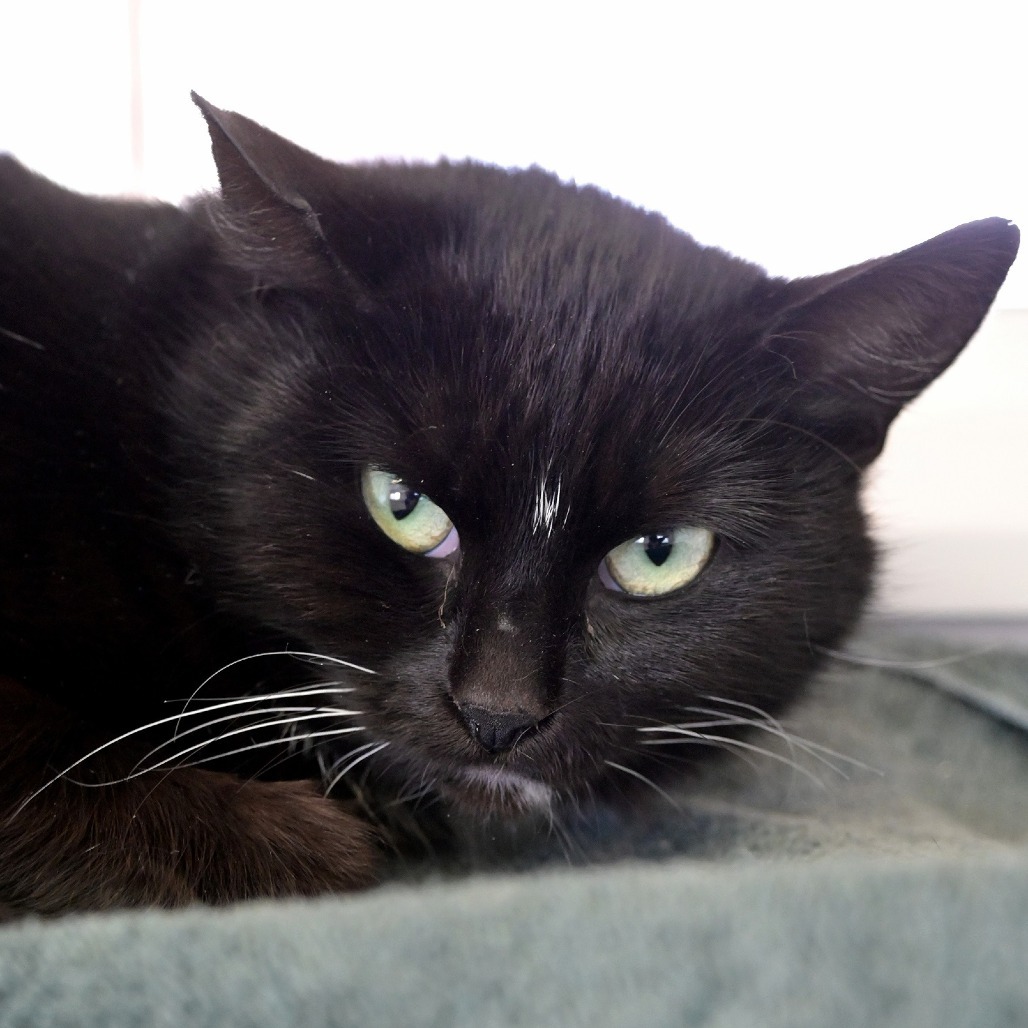 Wanda, an adoptable Domestic Short Hair in Chilliwack, BC, V2P 6H3 | Photo Image 1
