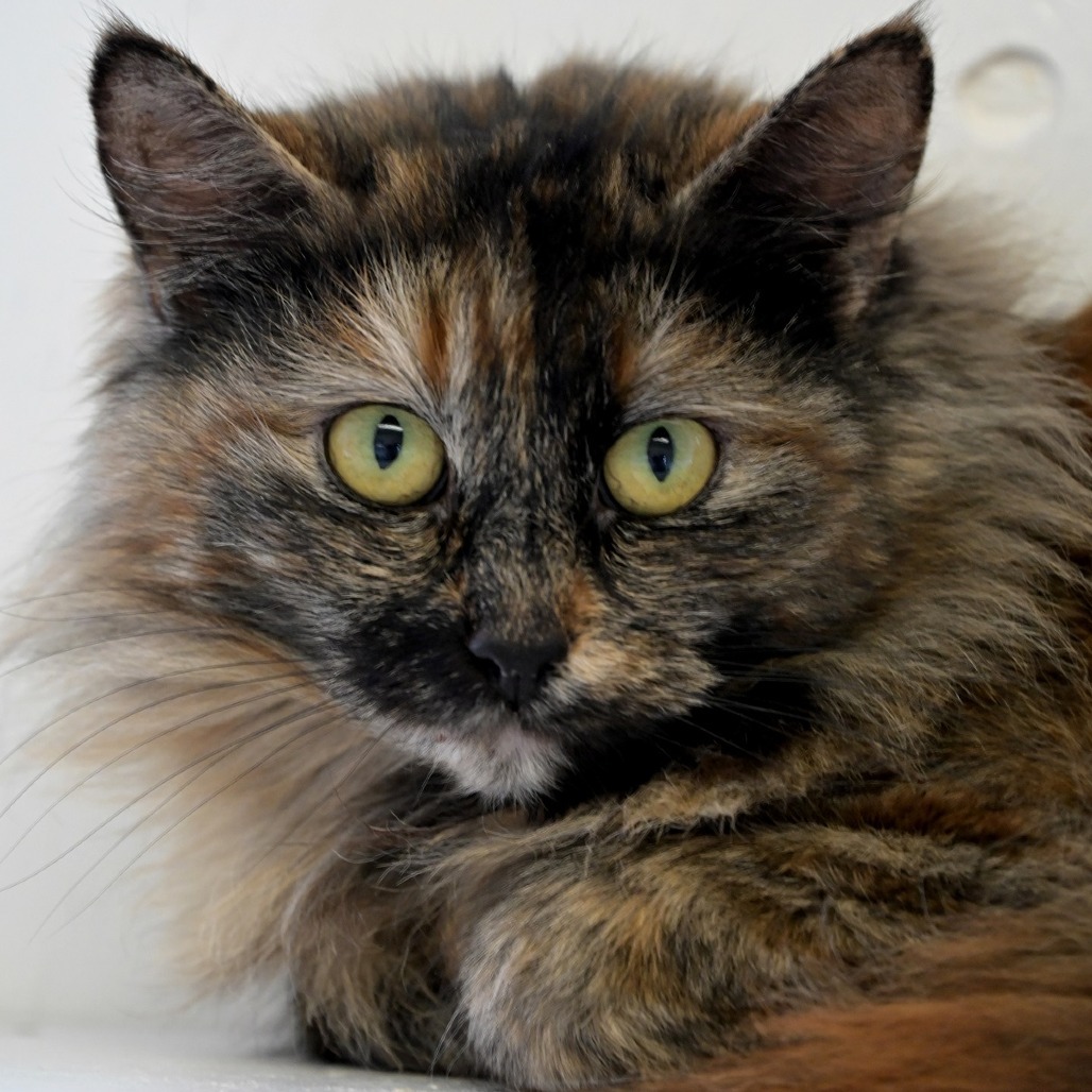 Martha, an adoptable Domestic Medium Hair in Chilliwack, BC, V2P 6H3 | Photo Image 1