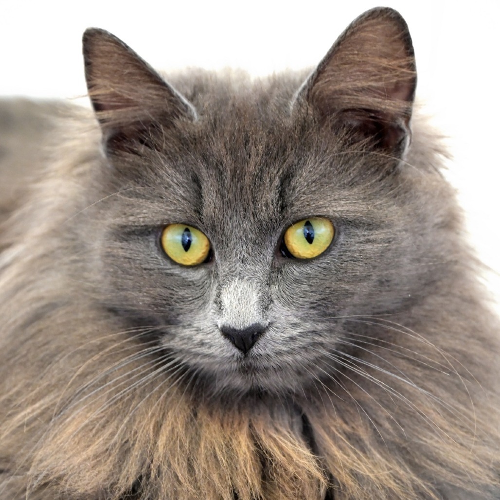 Mavis, an adoptable Domestic Medium Hair in Chilliwack, BC, V2P 6H3 | Photo Image 1