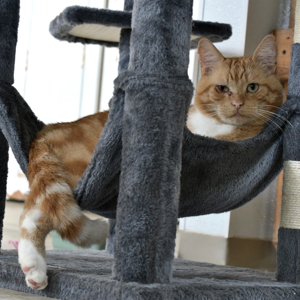 Sol, an adoptable Domestic Short Hair in Chilliwack, BC, V2P 6H3 | Photo Image 1