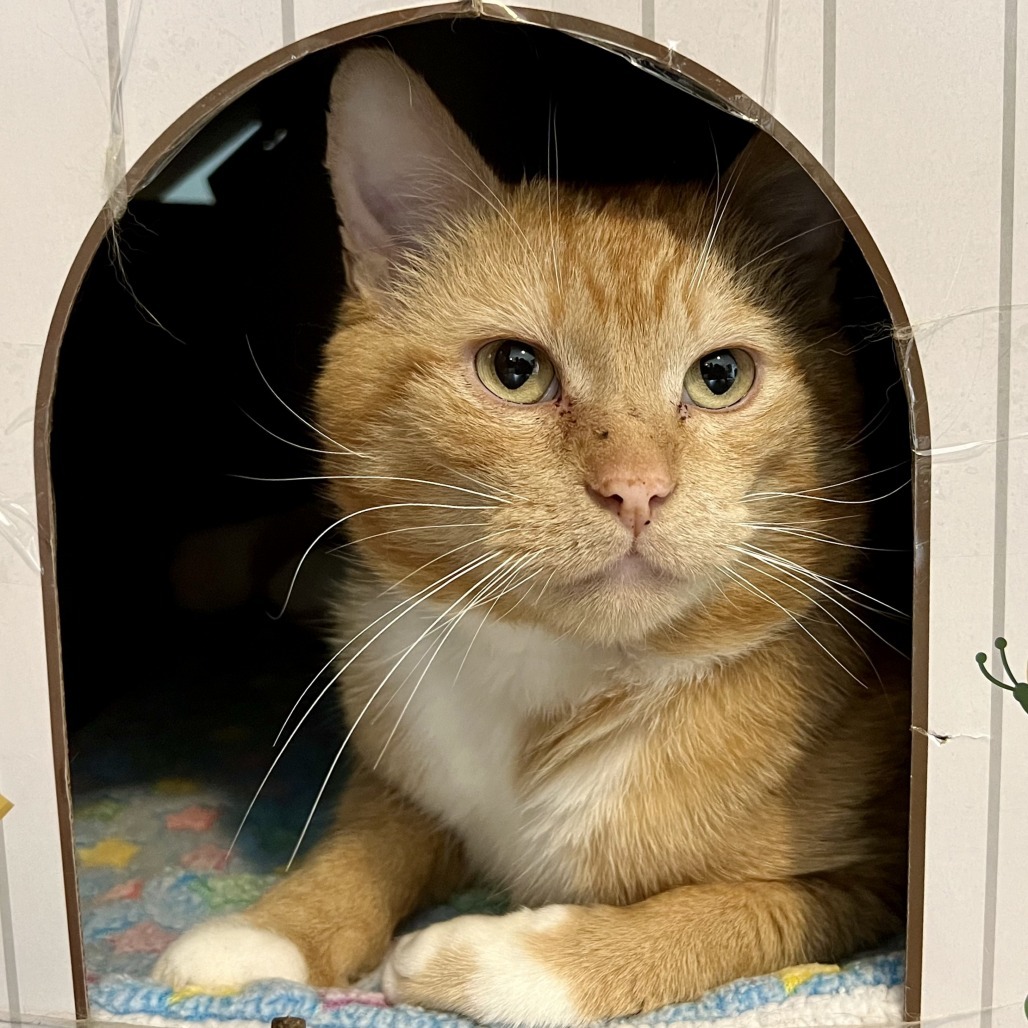 Sol, an adoptable Domestic Short Hair in Chilliwack, BC, V2P 6H3 | Photo Image 1