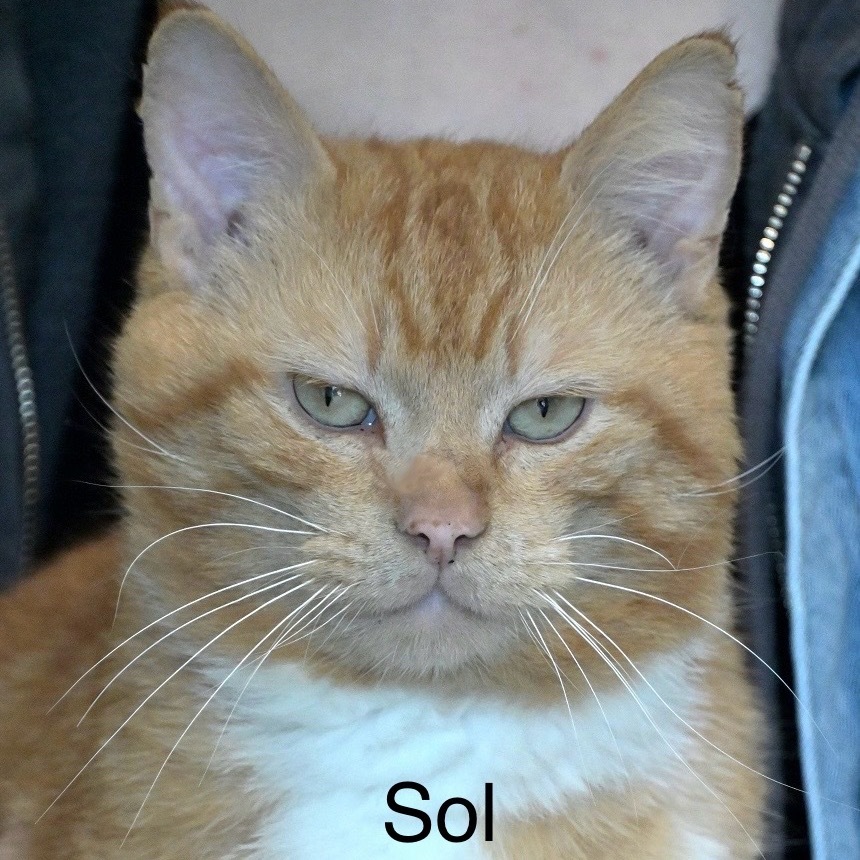 Sol, an adoptable Domestic Short Hair in Chilliwack, BC, V2P 6H3 | Photo Image 2