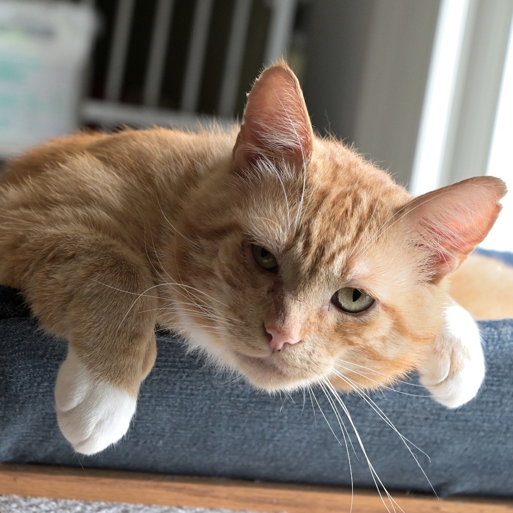 Sol, an adoptable Domestic Short Hair in Chilliwack, BC, V2P 6H3 | Photo Image 4