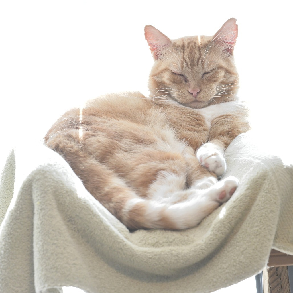 Sol, an adoptable Domestic Short Hair in Chilliwack, BC, V2P 6H3 | Photo Image 5