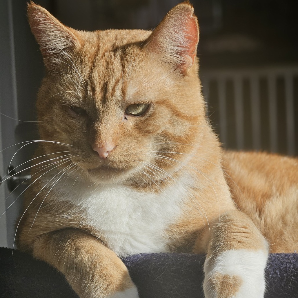 Sol, an adoptable Domestic Short Hair in Chilliwack, BC, V2P 6H3 | Photo Image 6