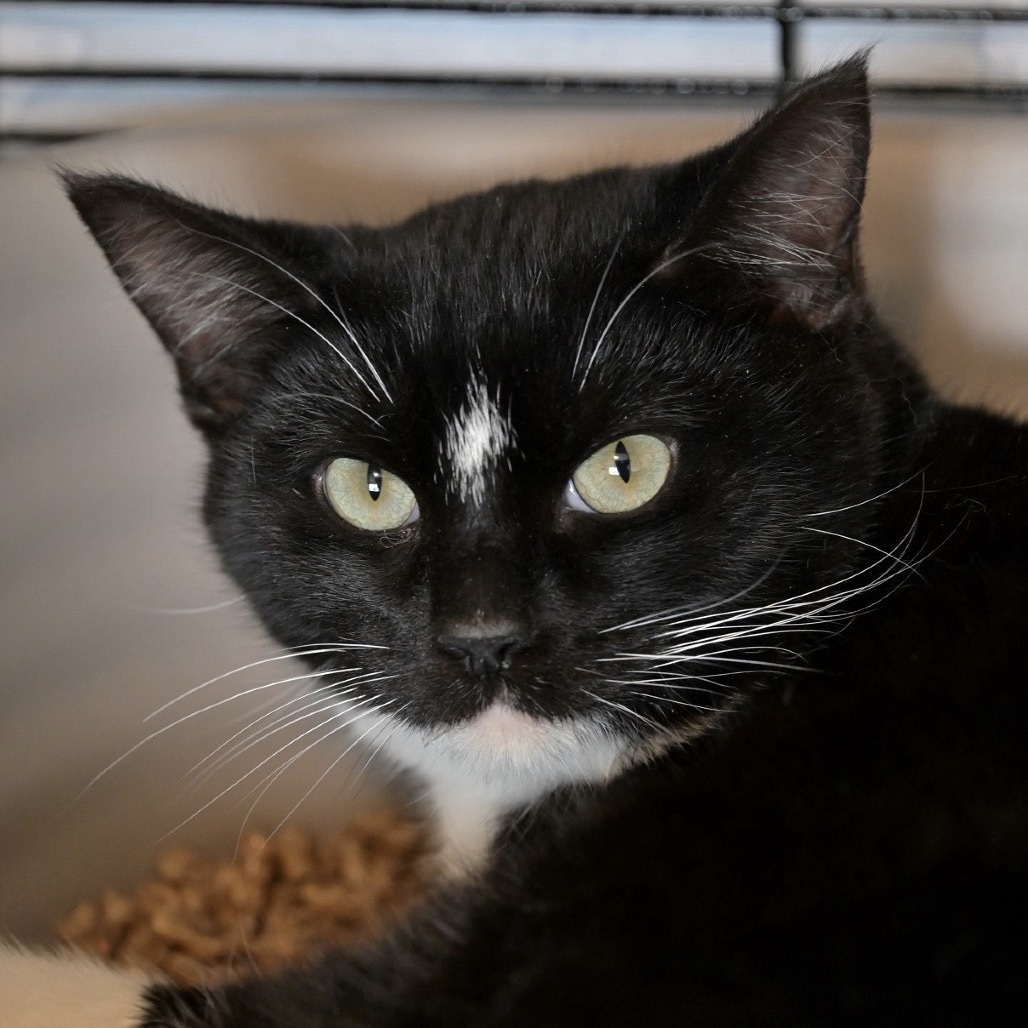 Marble, an adoptable Domestic Short Hair in Chilliwack, BC, V2P 6H3 | Photo Image 1