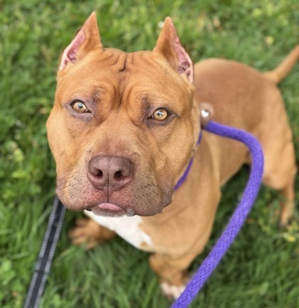 Scrappy-Doo
